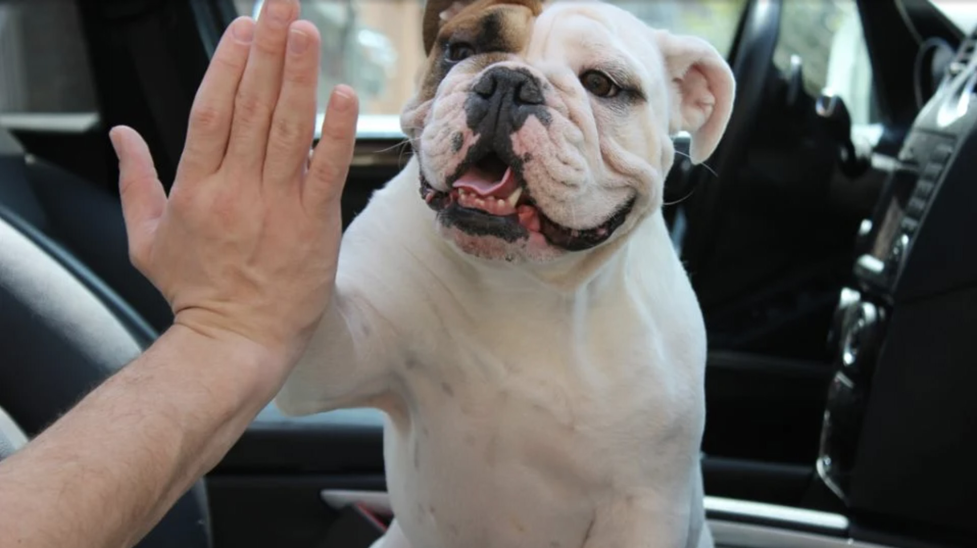 DogHiFive